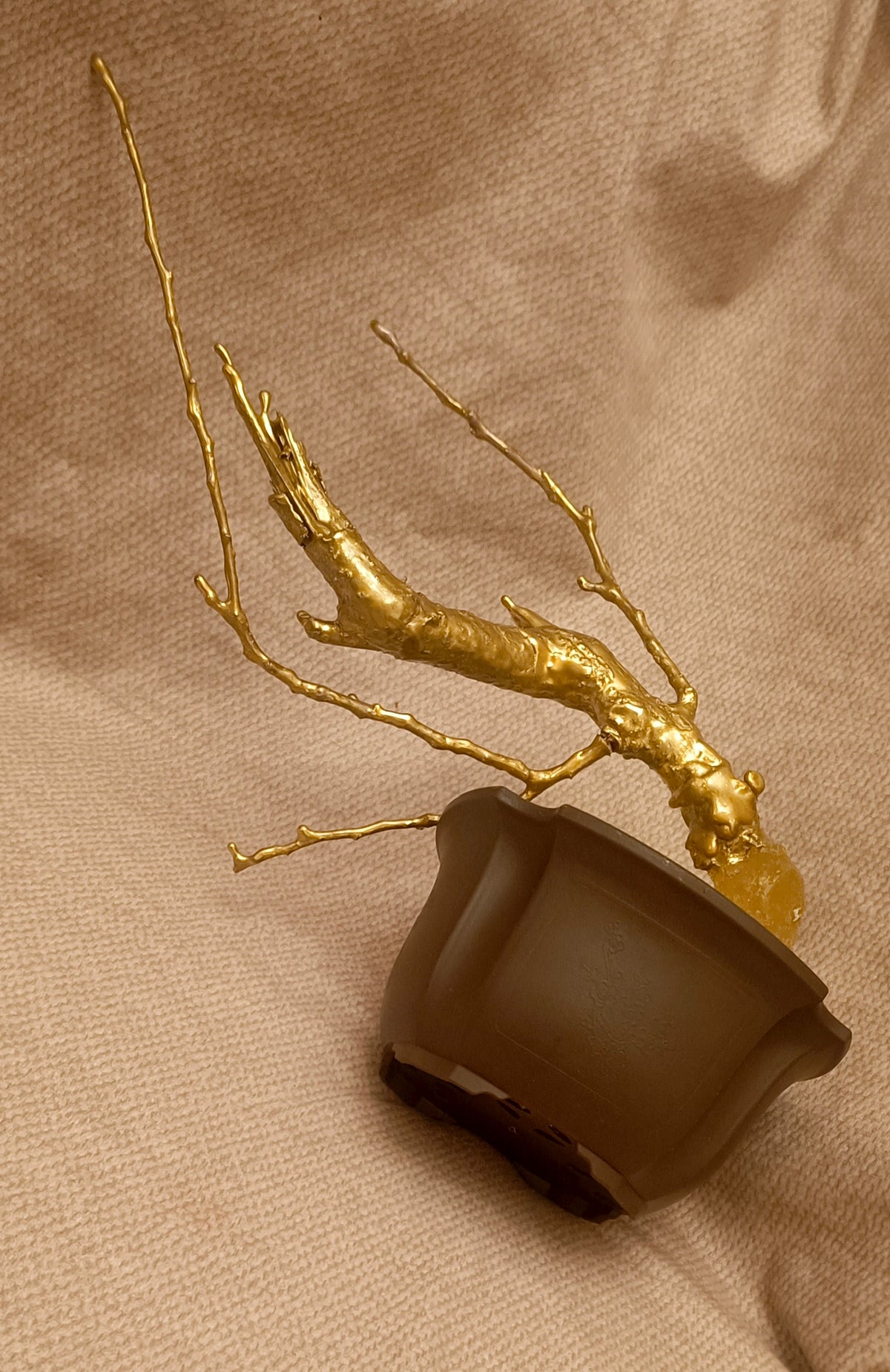 The almond tree