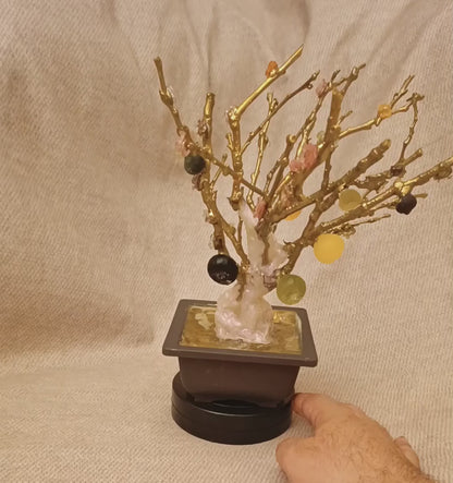 Imperial Bonsai fig tree . from seashell glass