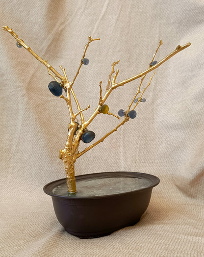 Blue Brass Fig Tree