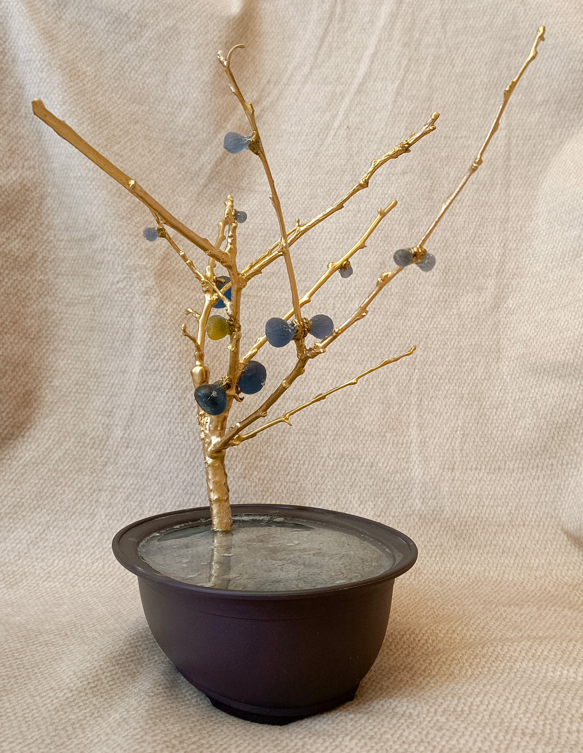 Blue Brass Fig Tree