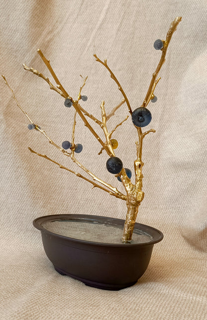 Blue Brass Fig Tree