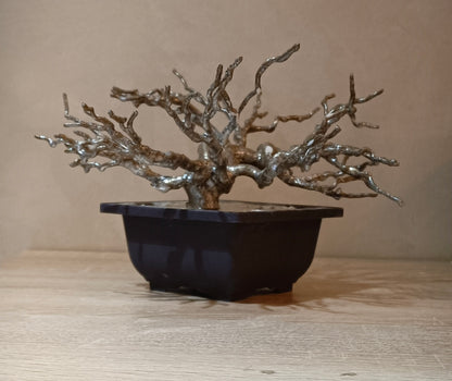 Imperial Silver Bonsai — Prestige Collection