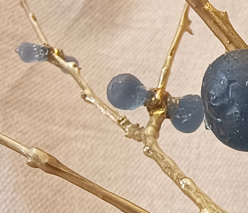 Blue Brass Fig Tree