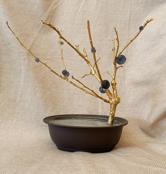Blue Brass Fig Tree