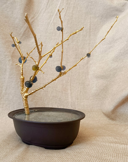 Blue Brass Fig Tree