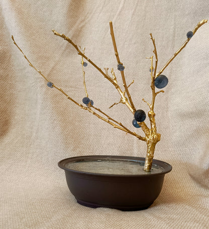 Blue Brass Fig Tree
